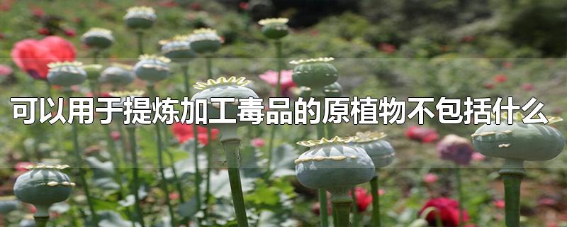 可以用于提炼加工毒品的原植物不包括什么-最新可以用于提炼加工毒品的原植物不包括什么整理解答