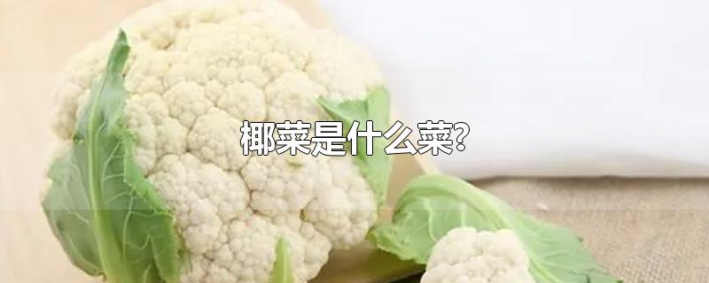 椰菜是什么菜?