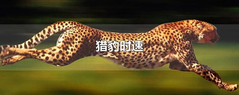 猎豹时速