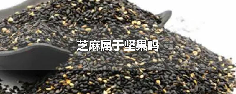 芝麻属于坚果吗-最新芝麻属于坚果吗整理解答