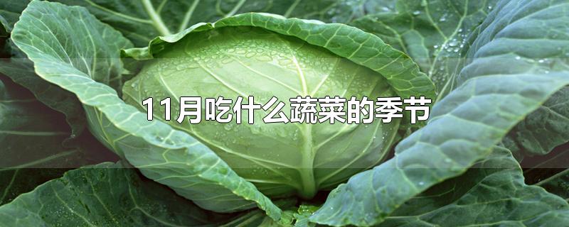 11月吃什么蔬菜的季节-最新11月吃什么蔬菜的季节整理解答