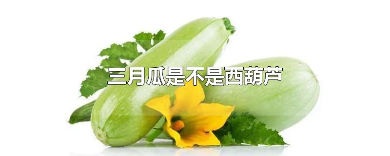 三月瓜是不是西葫芦-最新三月瓜是不是西葫芦整理解答