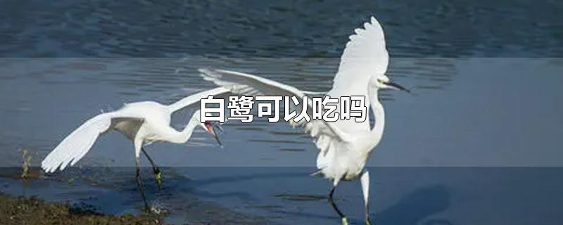 白鹭可以吃吗-最新白鹭可以吃吗整理解答