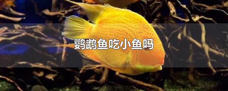 鹦鹉鱼吃小鱼吗