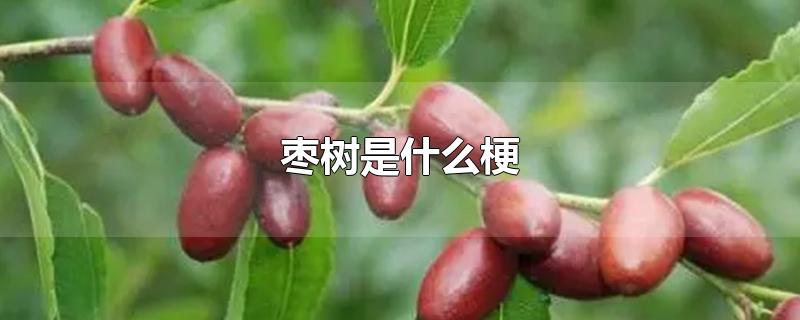 枣树是什么梗