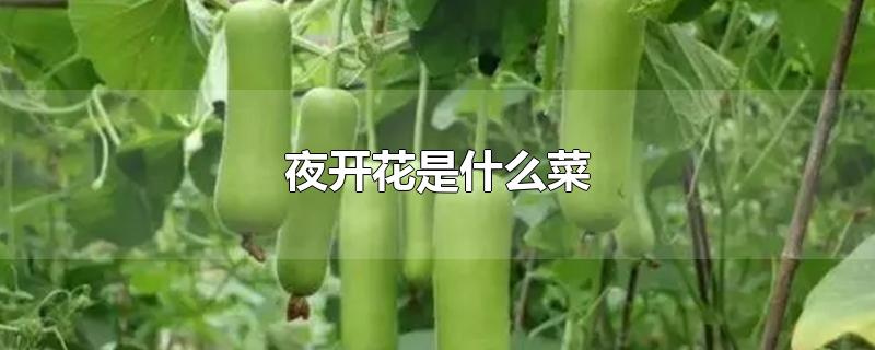 夜开花是什么菜