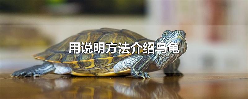 用说明方法介绍乌龟