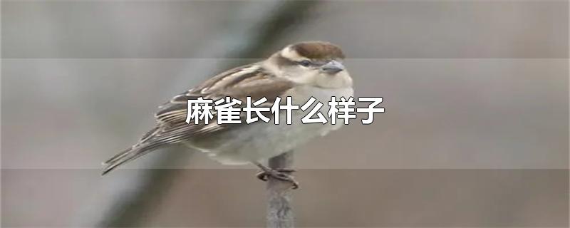 麻雀长什么样子-最新麻雀长什么样子整理解答