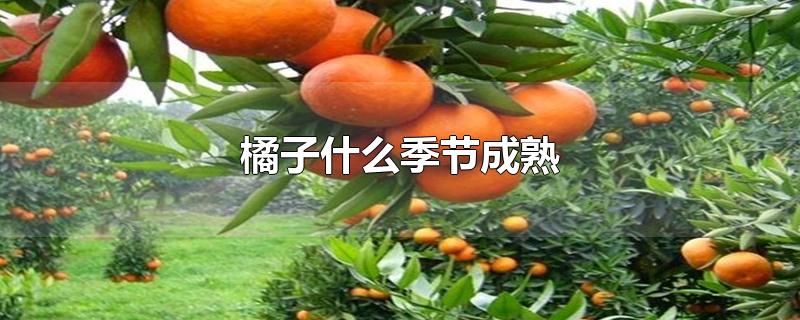 橘子什么季节成熟