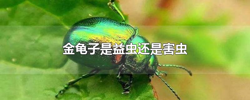 金龟子是益虫还是害虫-最新金龟子是益虫还是害虫整理解答