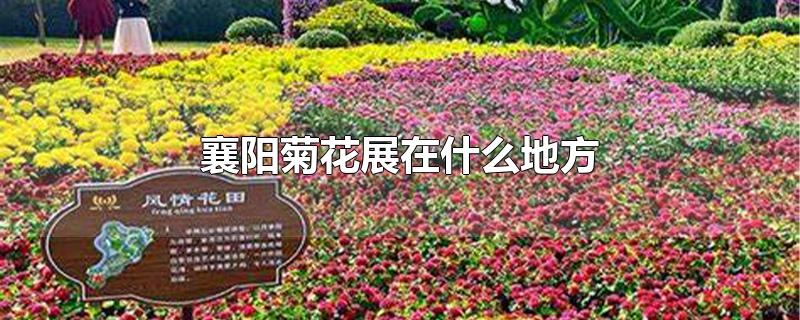 襄阳菊花展在什么地方-最新襄阳菊花展在什么地方整理解答