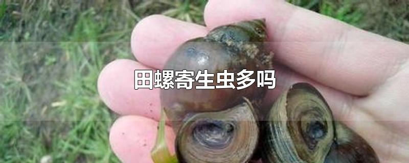 田螺寄生虫多吗-最新田螺寄生虫多吗整理解答