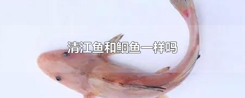 清江鱼和鮰鱼一样吗