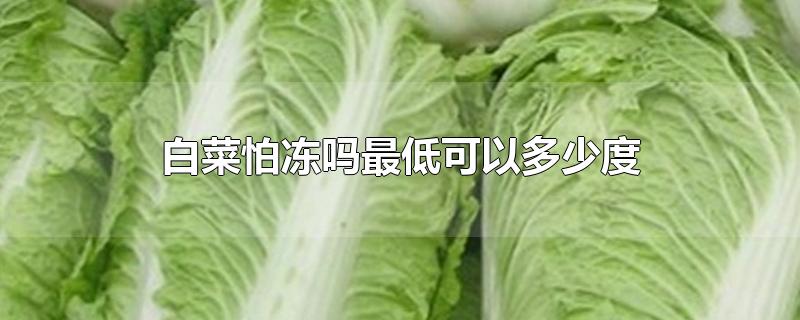 白菜怕冻吗最低可以多少度