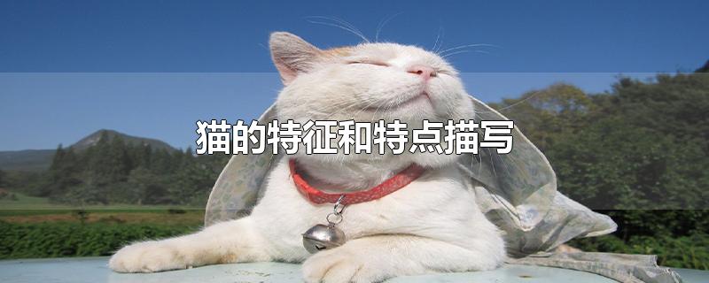 猫的特征和特点描写