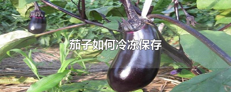 茄子如何冷冻保存