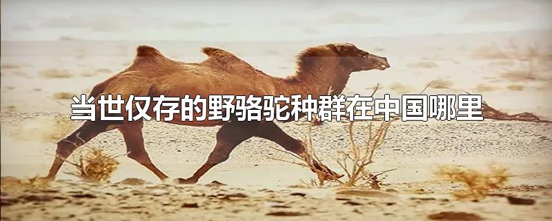 当世仅存的野骆驼种群在中国哪里-最新当世仅存的野骆驼种群在中国哪里整理解答