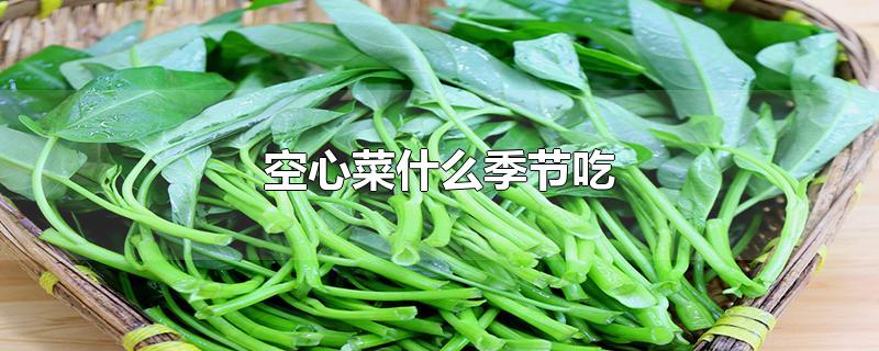 空心菜什么季节吃