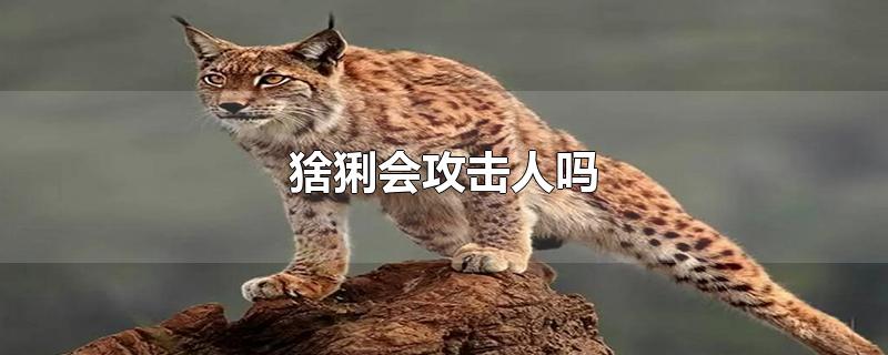 猞猁会攻击人吗