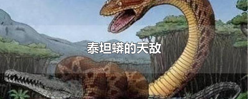 巨蟒 天敌图片