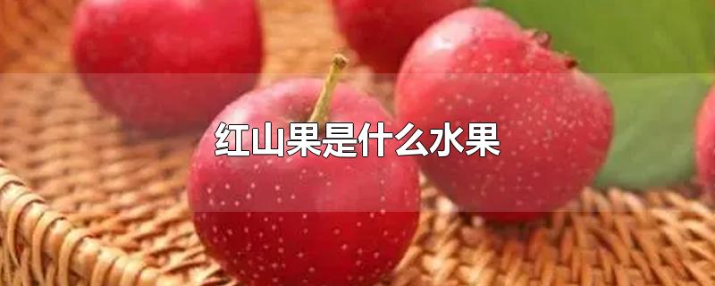 红山果是什么水果-最新红山果是什么水果整理解答