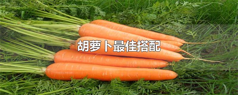 胡萝卜最佳搭配-最新胡萝卜最佳搭配整理解答