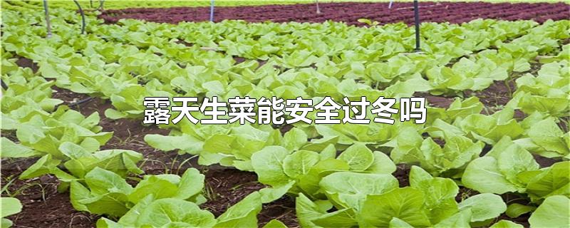 露天生菜能安全过冬吗-最新露天生菜能安全过冬吗整理解答