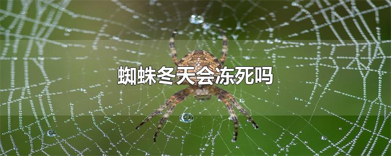 蜘蛛冬天会冻死吗-最新蜘蛛冬天会冻死吗整理解答