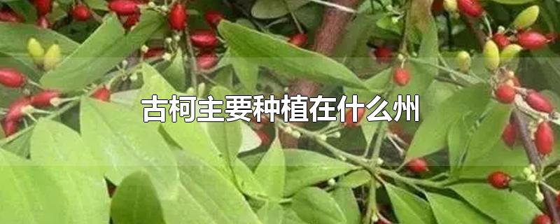 古柯主要种植在什么州