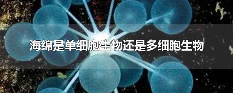 海绵是单细胞生物还是多细胞生物