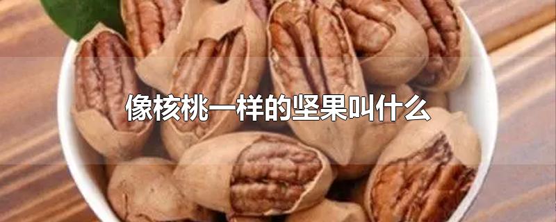 像核桃一样的坚果叫什么