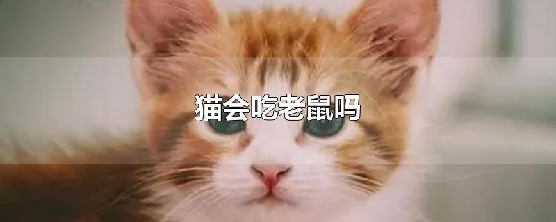 猫会吃老鼠吗