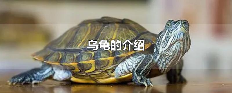 乌龟的介绍-最新乌龟的介绍整理解答