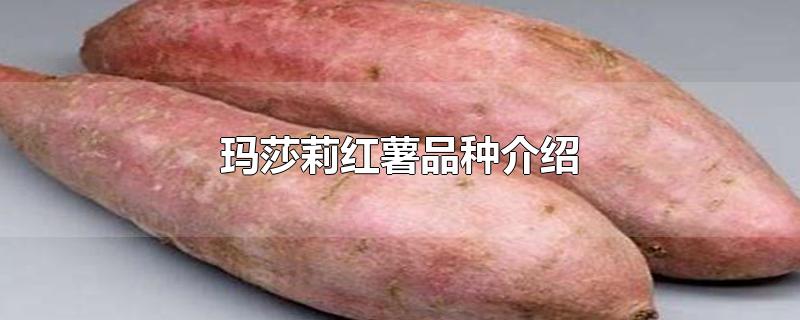 玛莎莉红薯品种介绍-最新玛莎莉红薯品种介绍整理解答