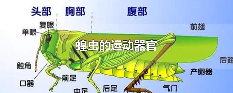 蝗虫的运动器官-最新蝗虫的运动器官整理解答