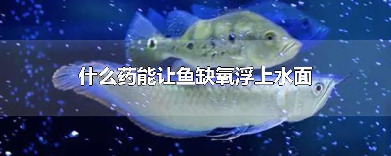 什么药能让鱼缺氧浮上水面-最新什么药能让鱼缺氧浮上水面整理解答