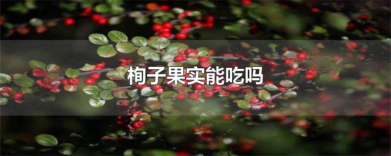 栒子果实能吃吗-最新栒子果实能吃吗整理解答