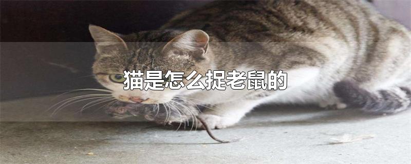 猫是怎么捉老鼠的-最新猫是怎么捉老鼠的整理解答