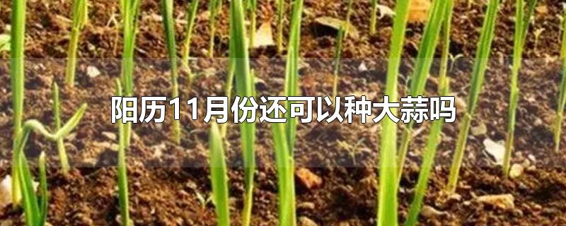 阳历11月份还可以种大蒜吗-最新阳历11月份还可以种大蒜吗整理解答