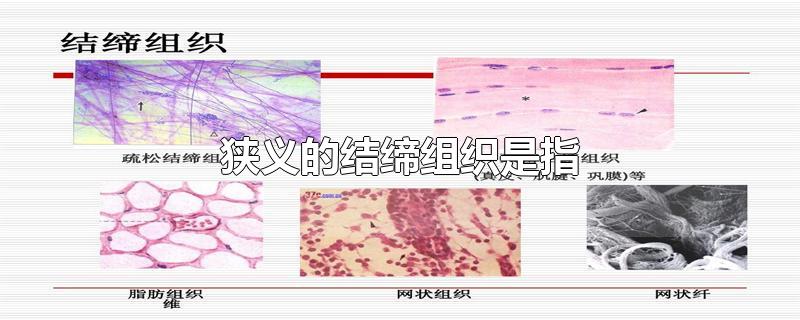 狭义的结缔组织是指