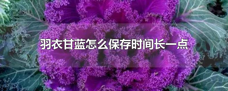 羽衣甘蓝怎么保存时间长一点