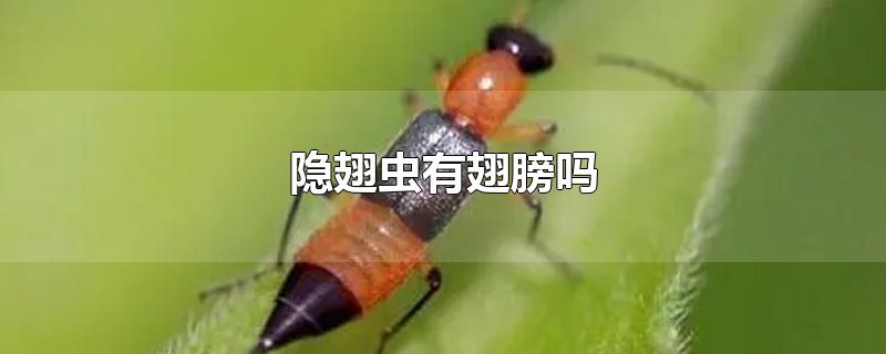 隐翅虫有翅膀吗-最新隐翅虫有翅膀吗整理解答