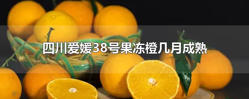 四川爱媛38号果冻橙几月成熟