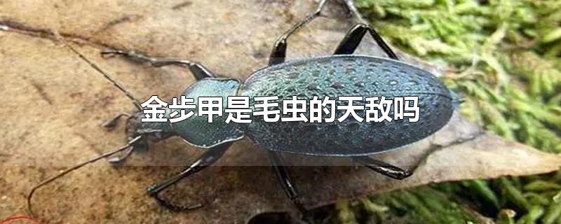 金步甲是毛虫的天敌吗-最新金步甲是毛虫的天敌吗整理解答