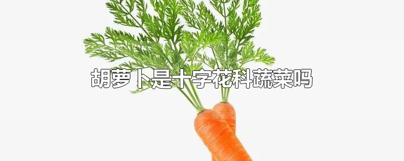 胡萝卜是十字花科蔬菜吗