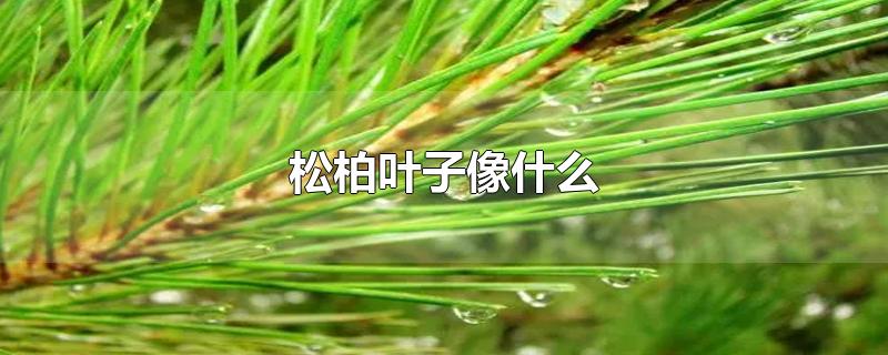 松柏叶子像什么-最新松柏叶子像什么整理解答