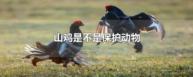 山鸡是不是保护动物-最新山鸡是不是保护动物整理解答