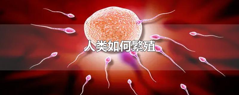 人类如何繁殖