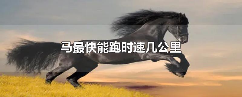 马最快能跑时速几公里