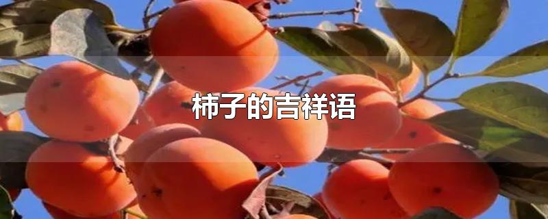 柿子的吉祥语-最新柿子的吉祥语整理解答